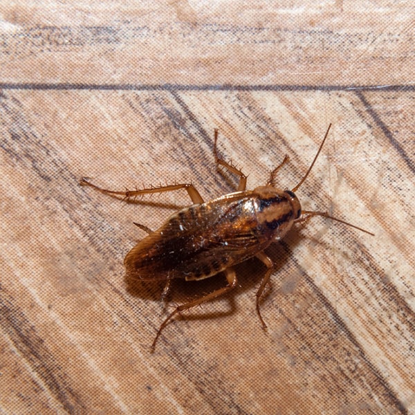 respuesta es importante seguir las instrucciones para proteger a sus mascotas durante las fumigaciones de cucarachas